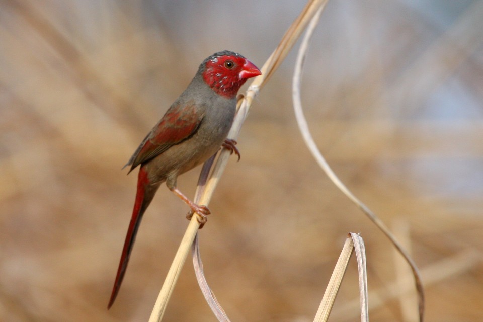 Crimson Finch (Neochmia phaeton)